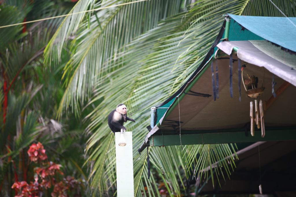 Rafiki Beach Camp Matapalo  Экстерьер фото